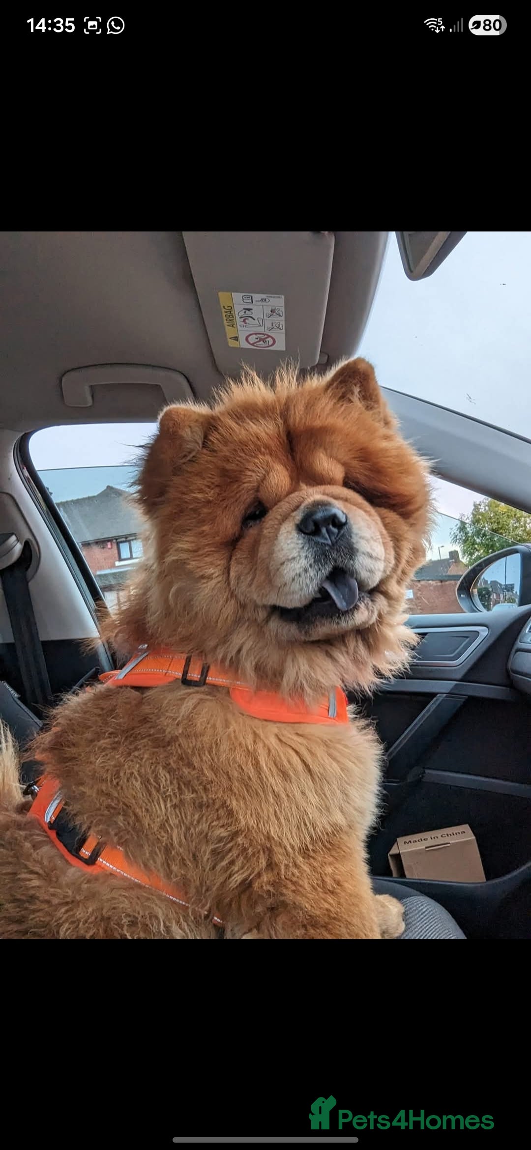 Chow Chow dogs for sale: For sale adult chow chows  - Advert 1