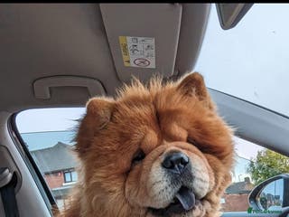 Chow Chow dogs for sale: For sale adult chow chows - Advert 1