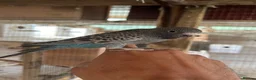 Budgerigars birds for sale: Beautiful adorable baby budgies  - Advert 11