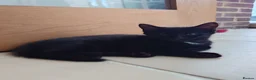 Mixed Breed cats for sale: 2 remaining kittens, looking for forever homes - Advert 17