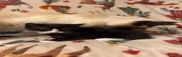 Siamese cats for sale: Lovely Siamese kittens ready to leave  - Advert 5