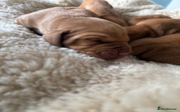 Hungarian Vizsla dogs for sale:  Adorable Vizsla Puppies for Sale🐶😍❤️ - Image 11
