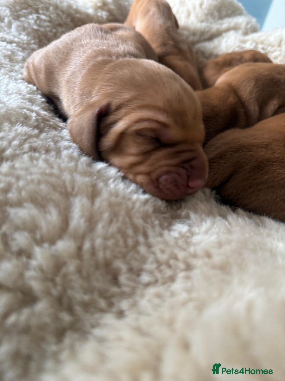 Hungarian Vizsla dogs for sale:  Adorable Vizsla Puppies for Sale🐶😍❤️ - Image 11