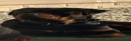 Rottweiler dogs for sale: Stunning KC Reg Old Type Rottweiler Puppies  - Advert 19