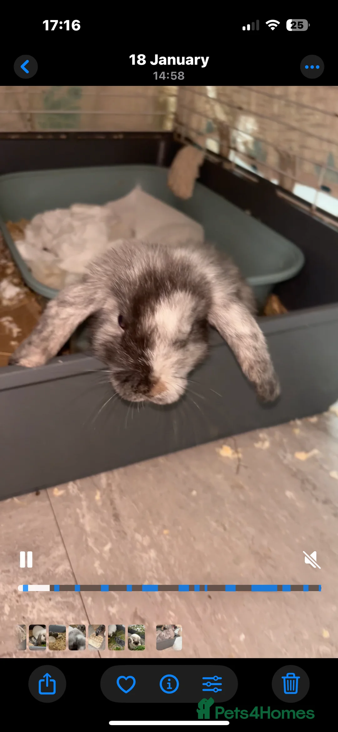 Mini Lop rabbits for sale: Beautiful friendly bunnies  - Advert 3