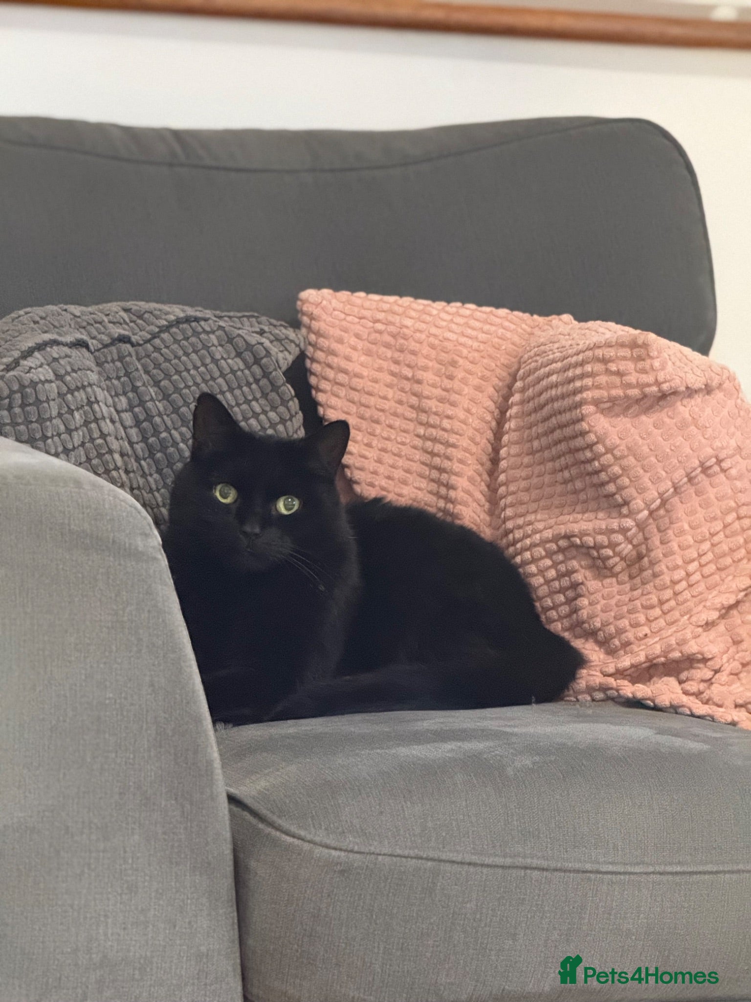 Mixed Breed cats 12 year old female for FREE - Advert 14