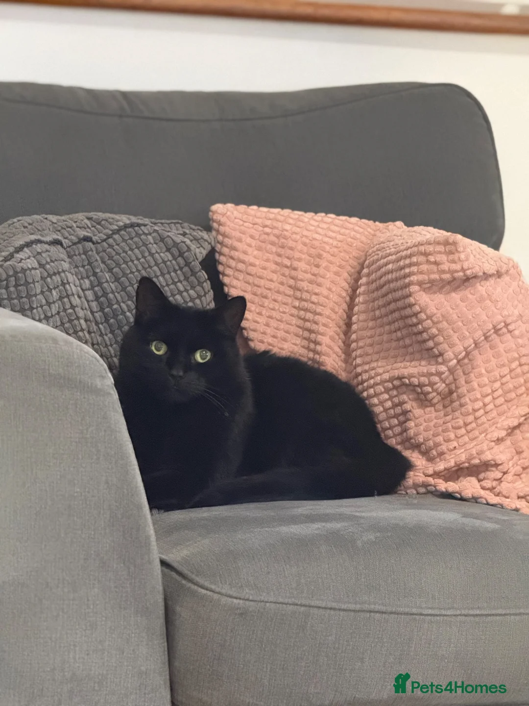 Mixed Breed cats for sale: 12 year old female for FREE - Advert 1
