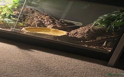 Snake reptiles for sale: Ball Python Female - Image 4