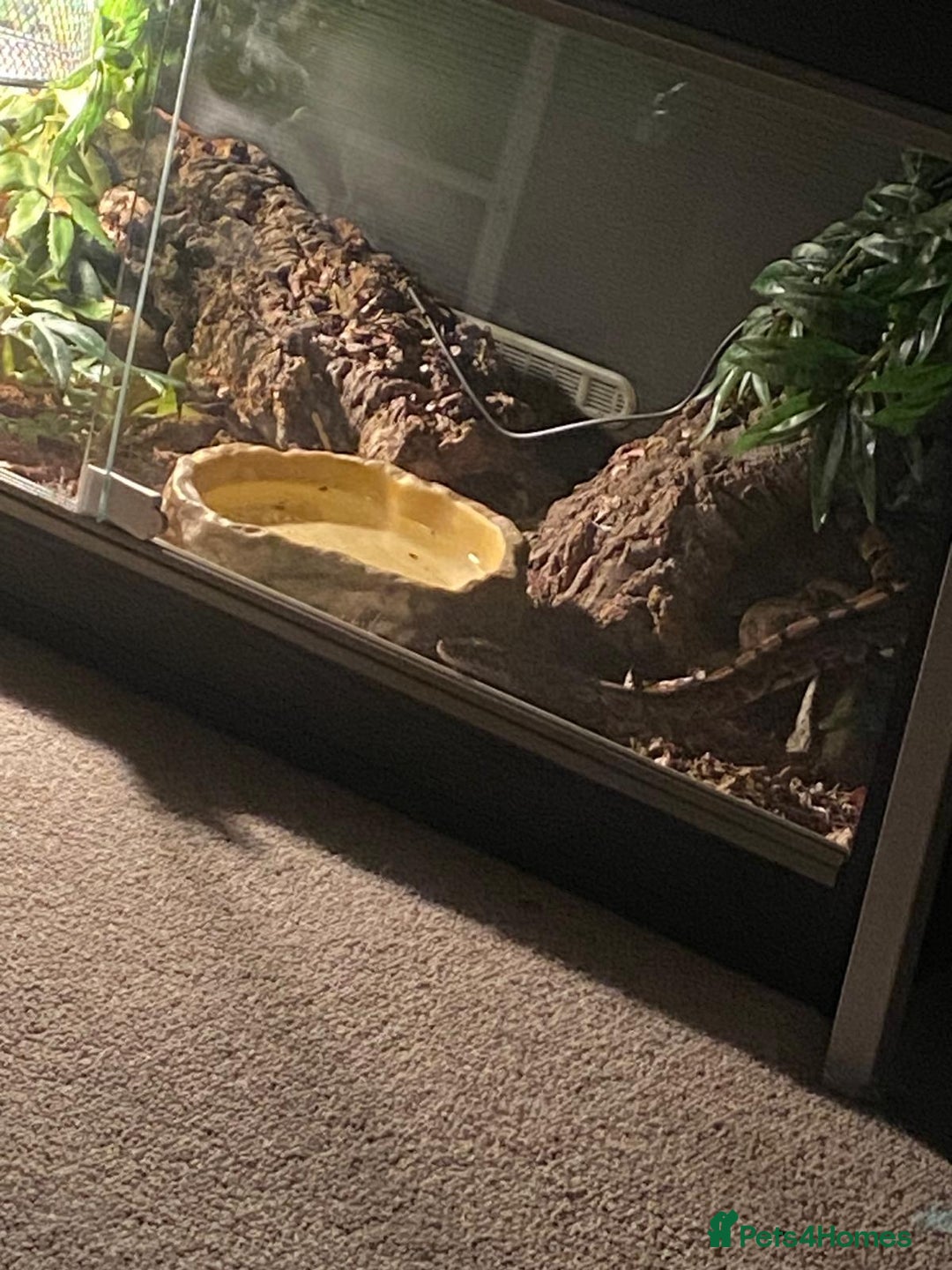 Snake reptiles for sale: Ball Python Female - Image 4