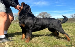 Rottweiler dogs for sale: Stunning chunky Rottweiler puppies - Image 4