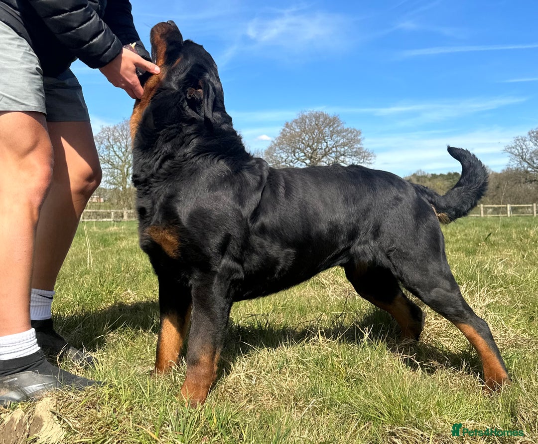Rottweiler dogs for sale: Stunning chunky Rottweiler puppies - Image 4