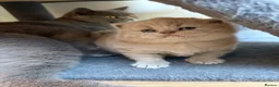 British Shorthair cats for sale: Fawn Pure Pedigree GCCF British Short Hair in Reading - Advert 16
