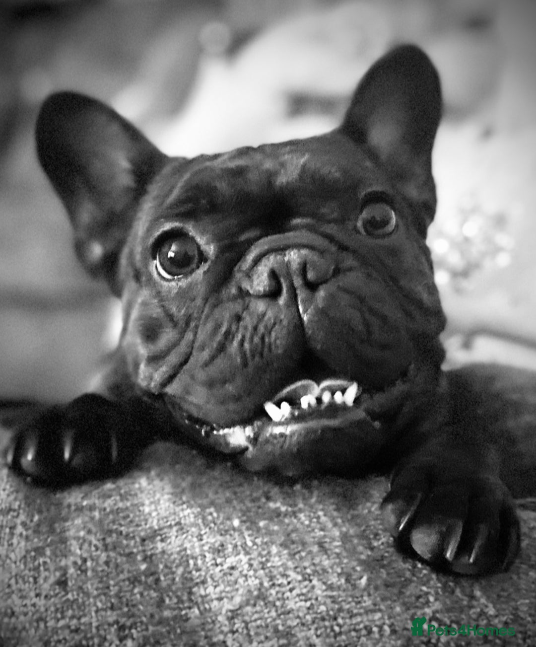 French Bulldog dogs for sale: URGENT REHOME - Two French Bulldogs for rehome! - Advert 3