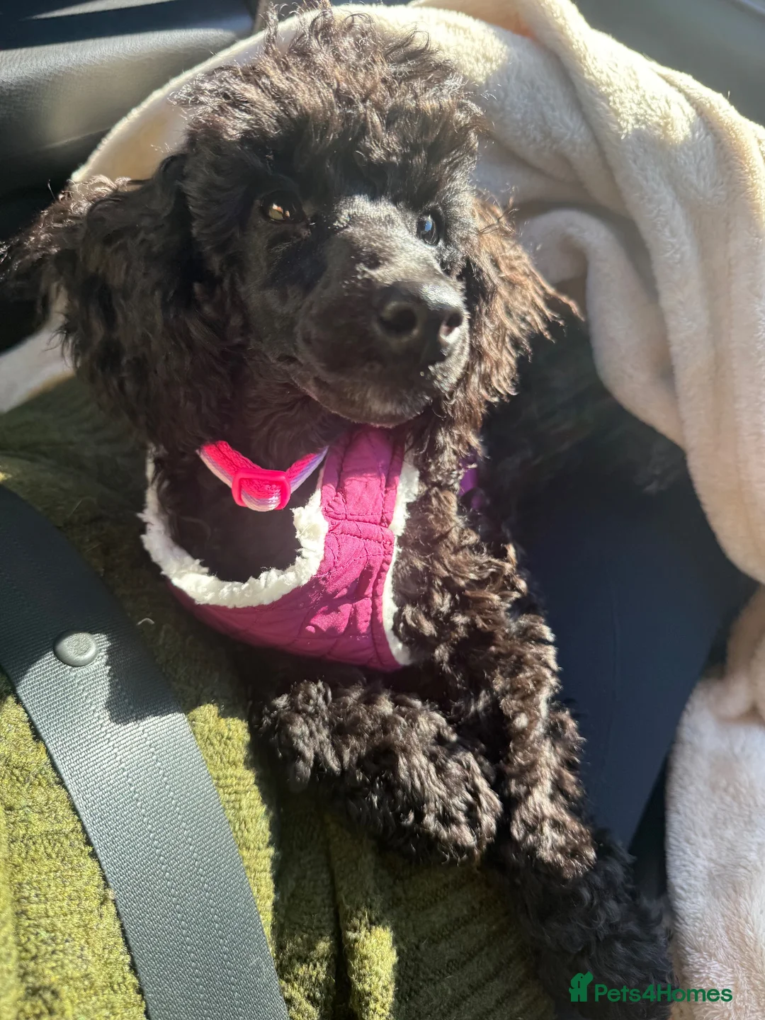 Miniature Poodle dogs for sale: Beautiful mini poodle - Advert 6