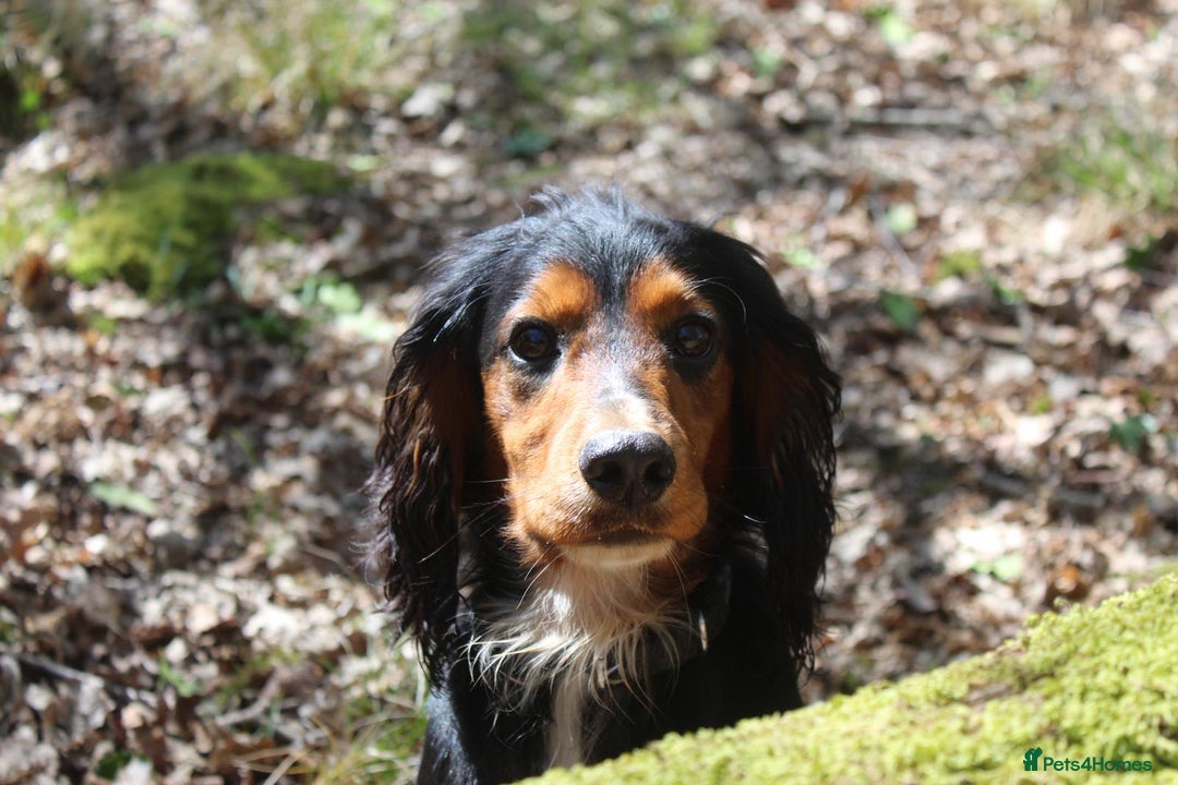 Cocker Spaniel dogs for sale: Expecting Litter of Pedigree Working Cockers - Image 3