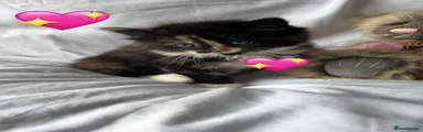 Aero