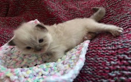Ragdoll cats for sale: 💞 RAGDOLL Kittens Ready 13th August GrCh Blood - Image 19