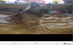 French Bulldog dogs for sale: Fluffy French bulldog  - Image 1