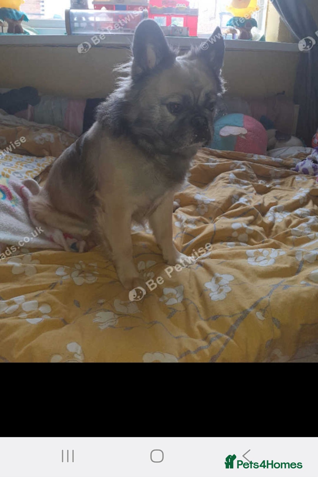 French Bulldog dogs for sale: Fluffy French bulldog  - Image 1