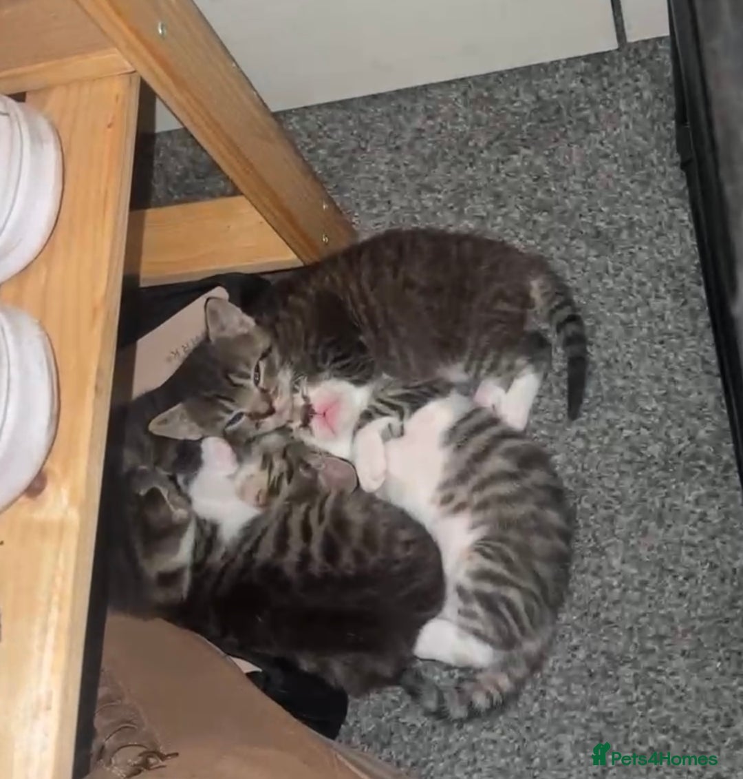 British Shorthair cats for sale: Beautiful Tabby kittens for sale - Advert 1