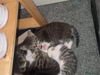 British Shorthair cats Beautiful Tabby kittens for sale - Advert 8