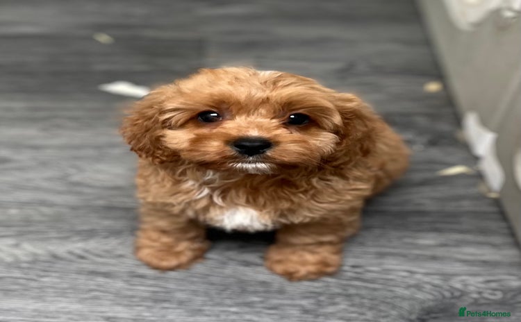 Cavapoo dogs in Liverpool - Advert 11