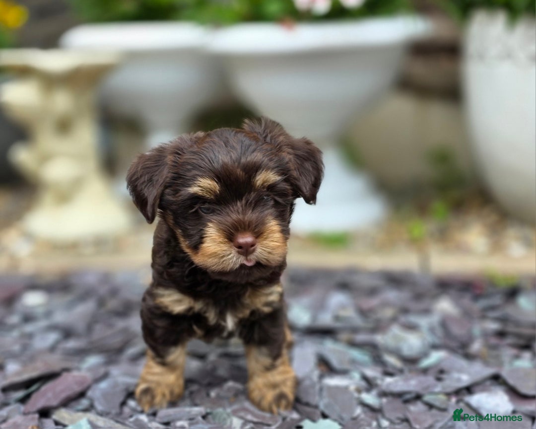 Yorkshire Terrier dogs for sale: Chocolate Yorkies  - Image 21