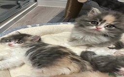 Mixed Breed cats for sale: Beautiful Perdoll Kittens🐾 - Advert 7