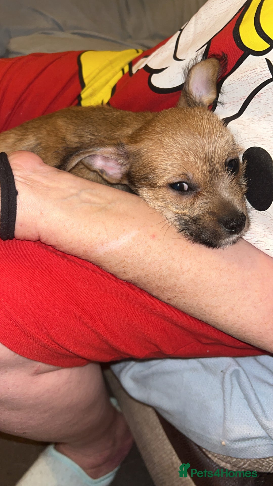 Mixed Breed dogs for sale: Chipin (last boy) - Advert 3