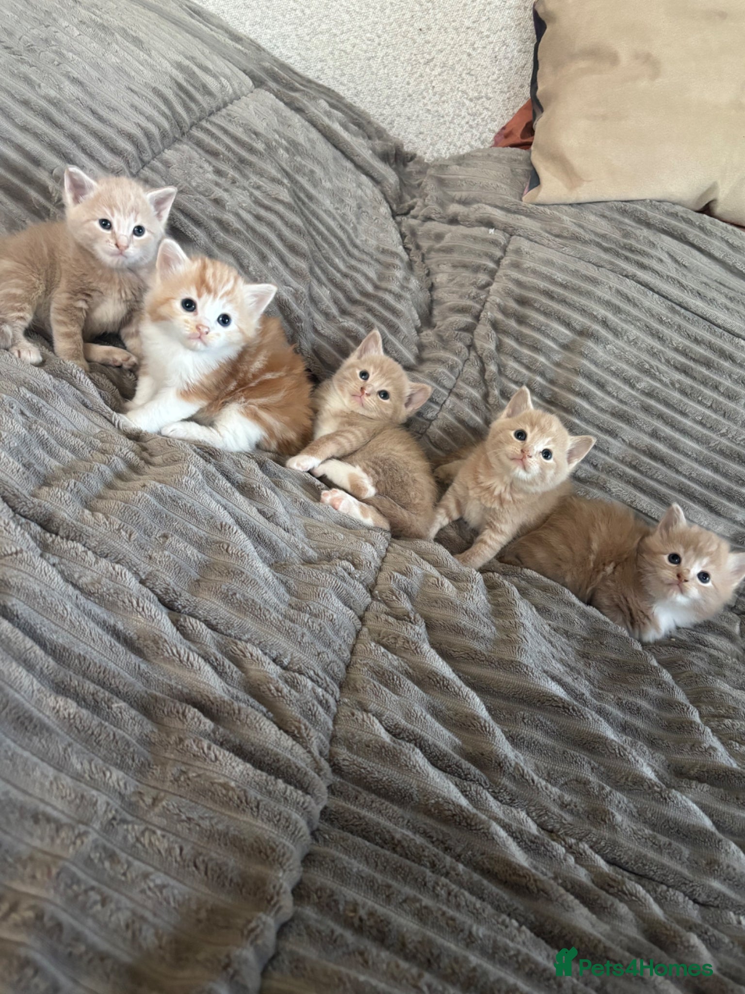 Tibetan cats Kittens for sale  - Advert 1