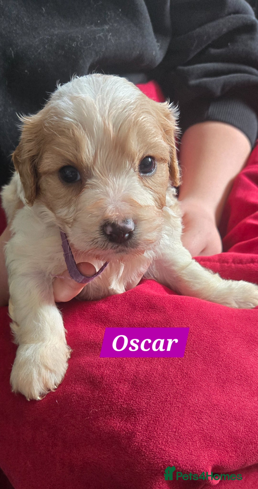 Cavachon dogs Gorgeous Cavachon puppies - Advert 1