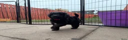 Jackapoo dogs for sale: 2 female Jackapoos - Advert 10