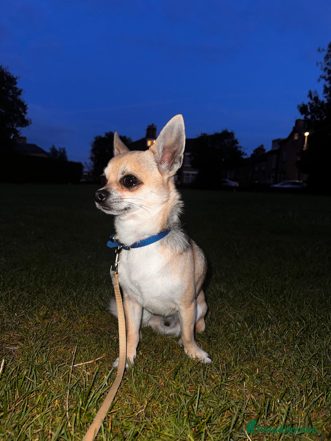 Chihuahua dogs for sale: boy 8 mont - Image 6