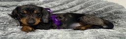 Miniature Dachshund dogs for sale: Gorgeous Miniature Dachshunds - Advert 27