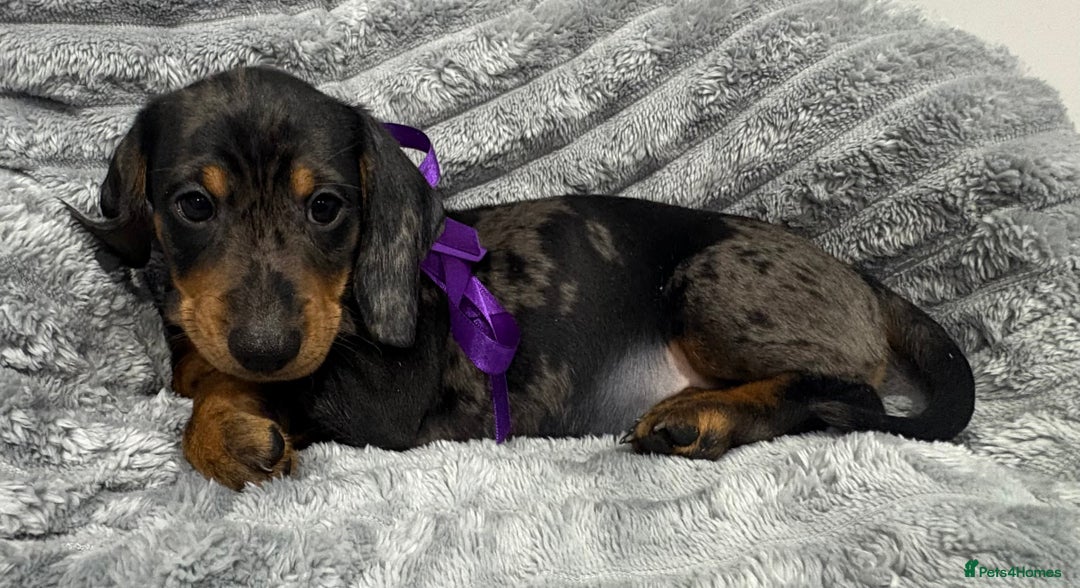 Miniature Dachshund dogs for sale: Gorgeous Miniature Dachshunds - Advert 27