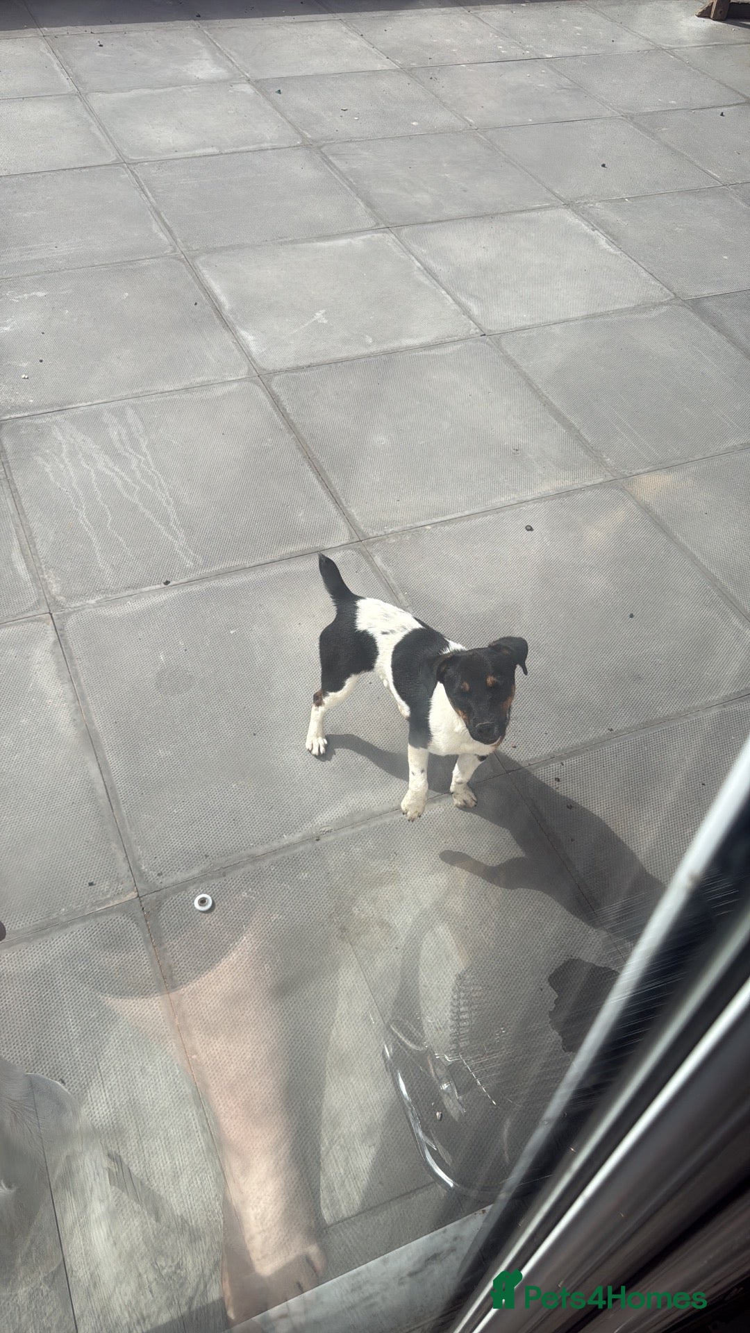 Jack Russell dogs Miniature Jack Russell girl - Advert 1