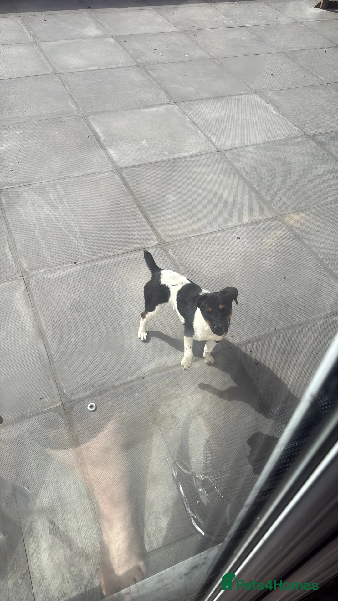 Jack Russell dogs for sale: Miniature Jack Russell girl in Malvern - Advert 1