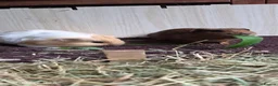 Guinea Pig rodents for sale: Bond boys ready go  - Advert 9