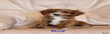 Cavapoo Puppy 1