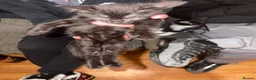 Mixed Breed cats for sale: Mixed breed kittens  in Dorchester - Advert 13
