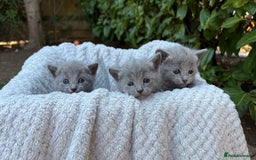 Russian Blue cats for sale: Pure Russian Blue Kittens - Image 8