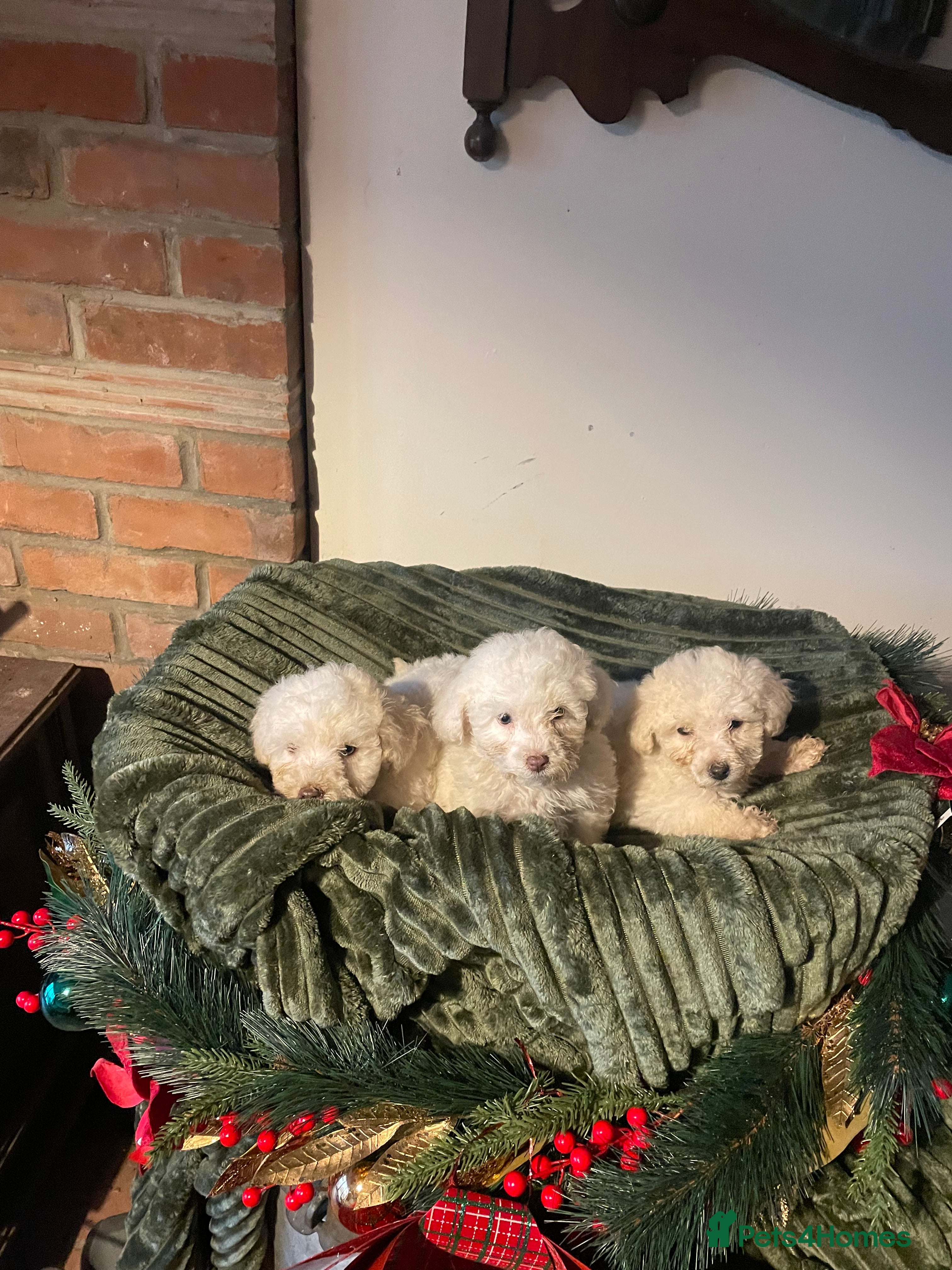 Miniature Poodle dogs Beautiful miniature poodle puppies  - Advert 1