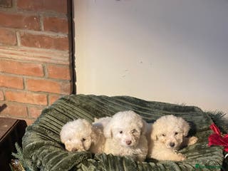 Miniature Poodle dogs Beautiful miniature poodle puppies - Advert 5