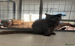British Longhair cats for sale:  British longhair kittens 3 male 1 female  - Image 35