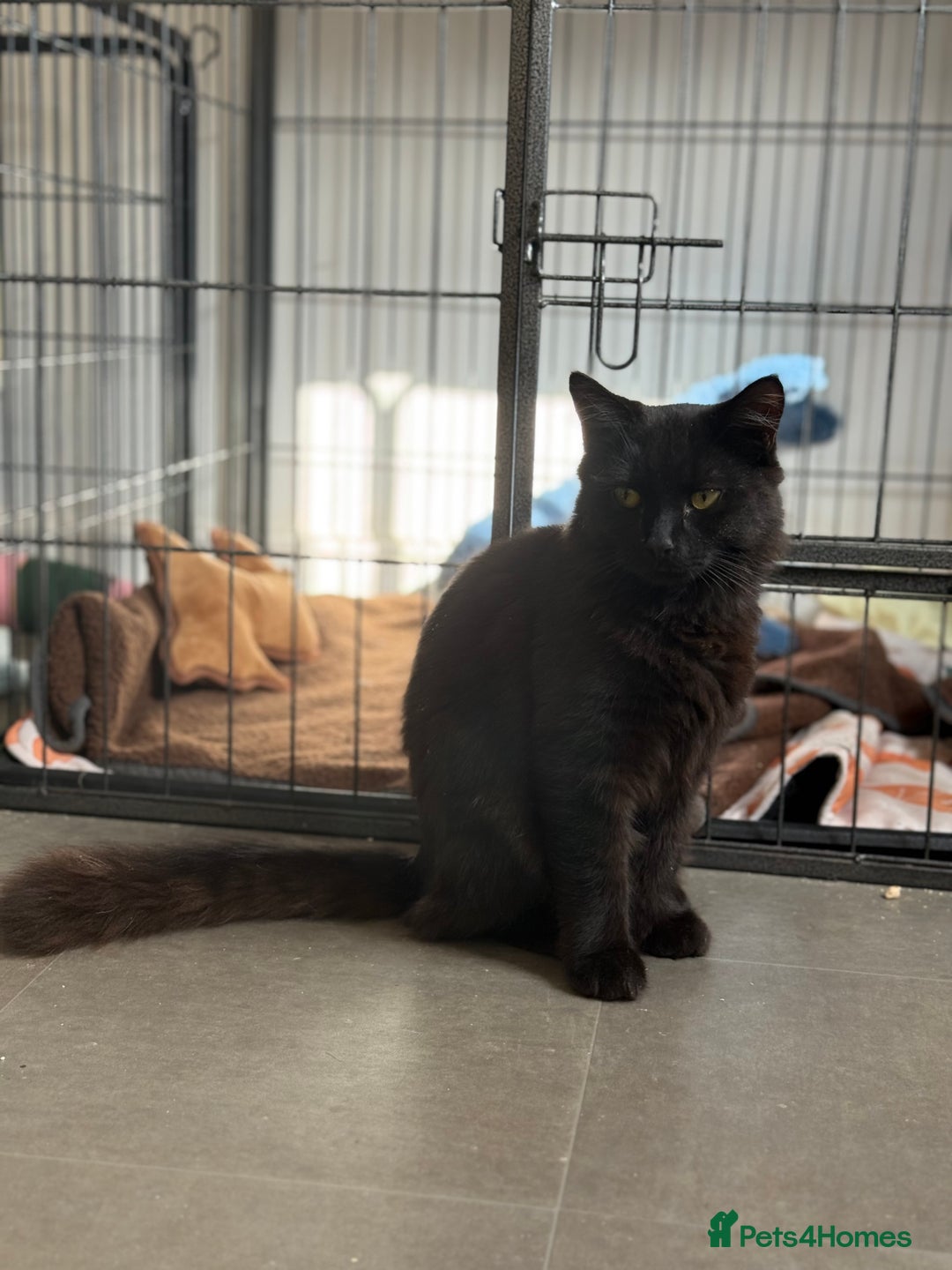 British Longhair cats for sale:  British longhair kittens 3 male 1 female  - Image 35