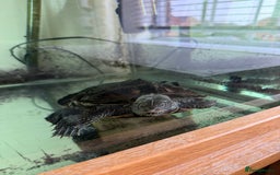Turtle reptiles for sale: Mississippi Map Turtle & Tank - Image 4