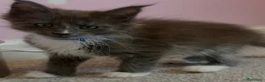 Maine Coon Kitten 3