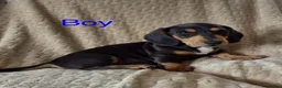 Miniature Dachshund dogs for sale: Miniature Dashunds  in Chelmsford - Advert 6