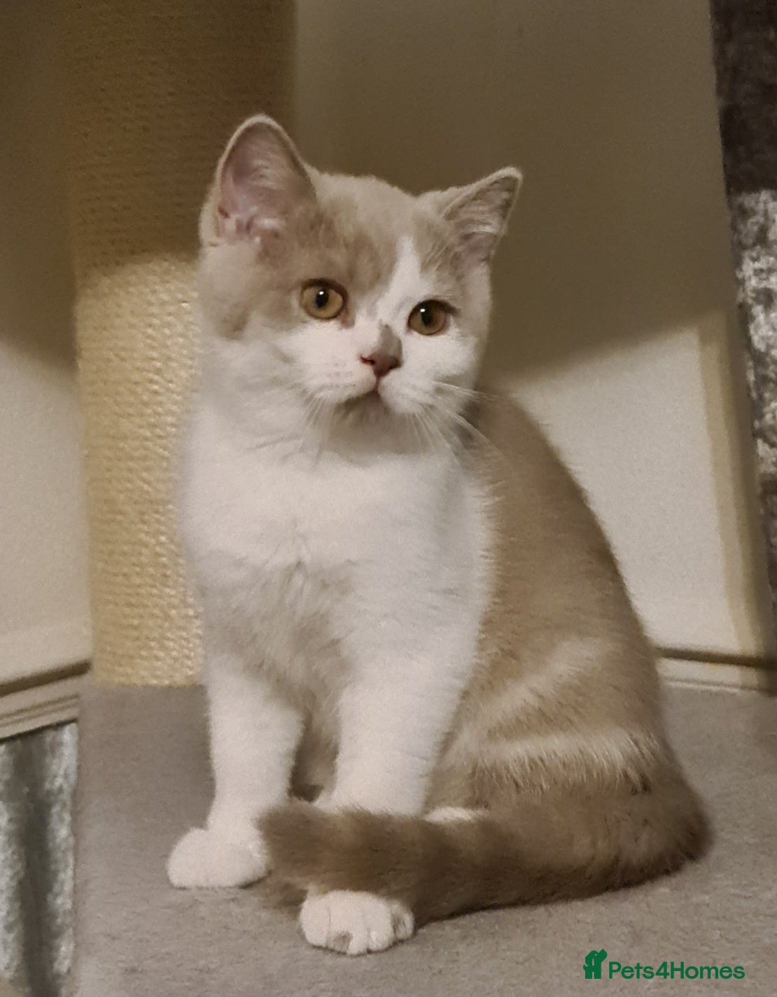 British Shorthair cats Ready Now 💙British ShortHair kitten GCCF  - Advert 1