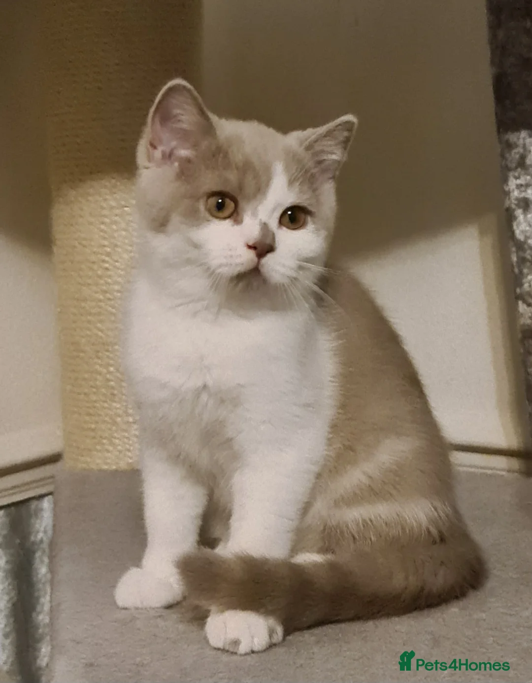 British Shorthair cats for sale: Ready Now 💙British ShortHair kitten GCCF  - Advert 5